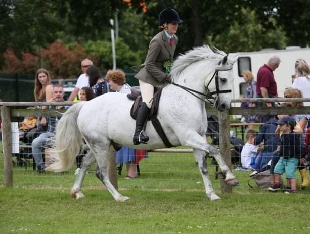 Connemara Show Ponies